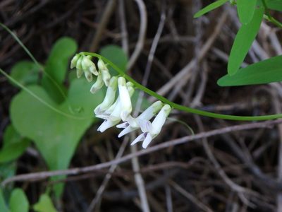 Vicia aphylla, photographed by Daniel Cahen
