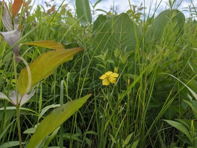 Lysimachia quadriflora, photographed by Ethan Rose