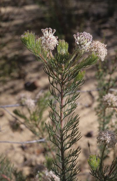 Serruria millefolia, photographed by Tom Lloyd Evans