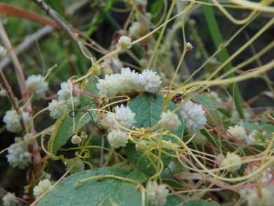 Cuscuta planiflora, photographed by Daniel Cahen