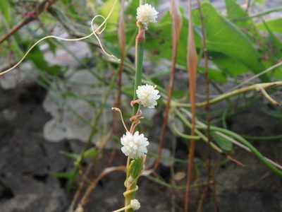 Cuscuta planiflora, photographed by Daniel Cahen