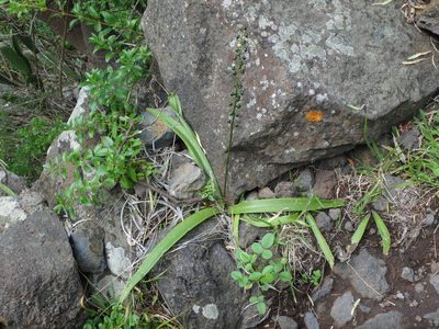 Scilla haemorrhoidalis, photographed by Daniel Cahen