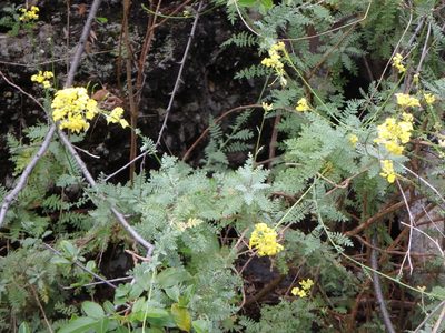 Descurainia millefolia, photographed by Daniel Cahen