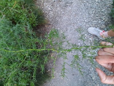 Asparagus verticillatus, photographed by Виктория Билоус