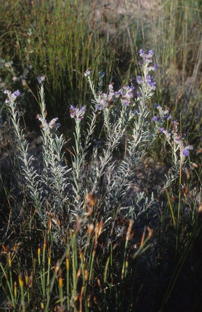 Lobostemon trichotomus, photographed by Tom Lloyd Evans