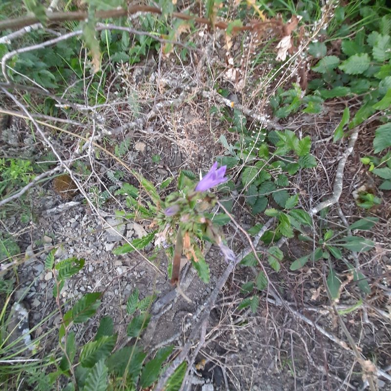 Campanula komarovii, photographed by Виктория Билоус