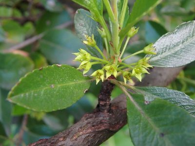 Rhamnus crenulata, photographed by Daniel Cahen