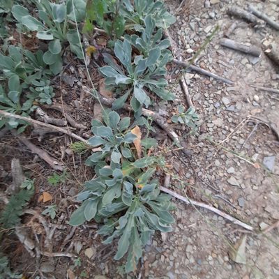Silene crispata, photographed by Виктория Билоус