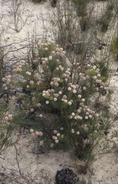 Serruria millefolia, photographed by Tom Lloyd Evans