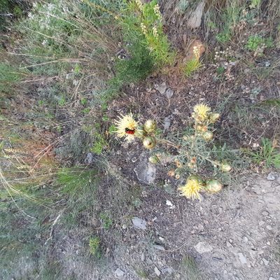 Centaurea salonitana, photographed by Виктория Билоус