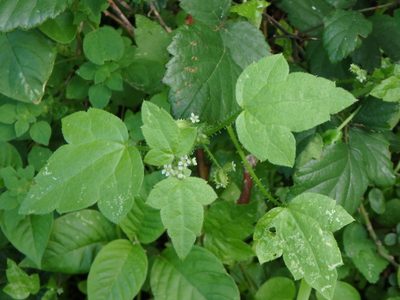 Drusa glandulosa, photographed by Daniel Cahen