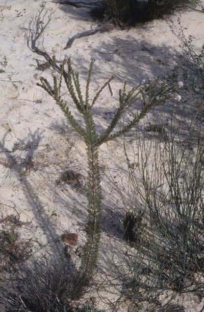 Serruria millefolia, photographed by Tom Lloyd Evans