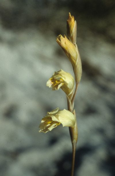 Gladiolus jonquilodorus, photographed by Tom Lloyd Evans