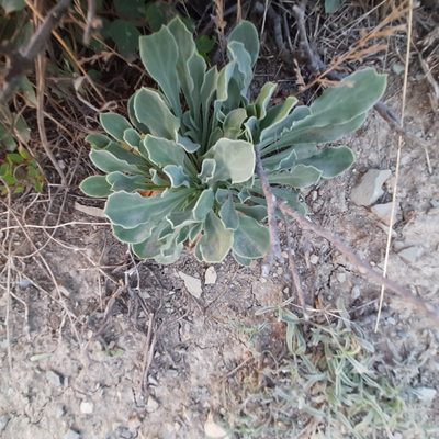 Silene crispata, photographed by Виктория Билоус