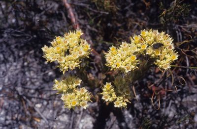 Crassula flava, photographed by Tom Lloyd Evans