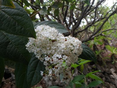 Viburnum rugosum, photographed by Daniel Cahen