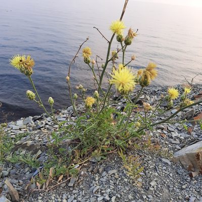 Centaurea salonitana, photographed by Виктория Билоус