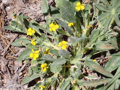 Viola tomentosa, photographed by Steve Woodward