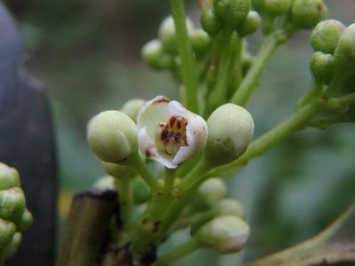 Ilex canariensis, photographed by Daniel Cahen