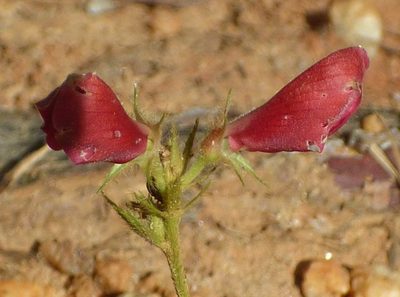 Tephrosia spicata, photographed by kcthetc1