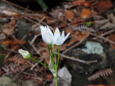 Allium canariense, photographed by Daniel Cahen