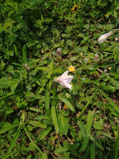 Lycianthes peduncularis, photographed by Jordi Martínez Martínez