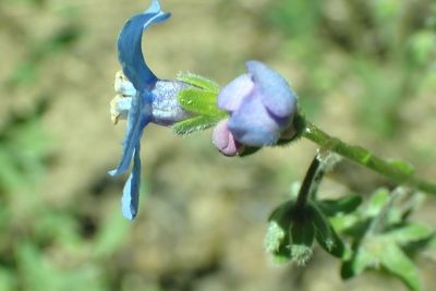 Hackelia velutina, photographed by Steve Woodward
