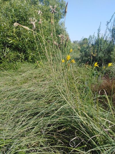Pseudopodospermum strictum, photographed by Татьяна Горбушина