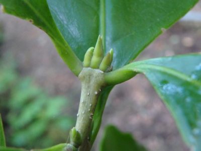 Picconia excelsa, photographed by Daniel Cahen