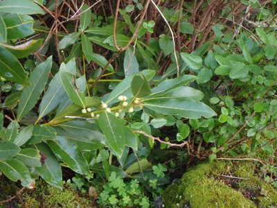 Laurus novocanariensis, photographed by Daniel Cahen