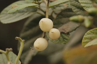 Cordia lutea, photographed by Ruth Gutiérrez Oliveros