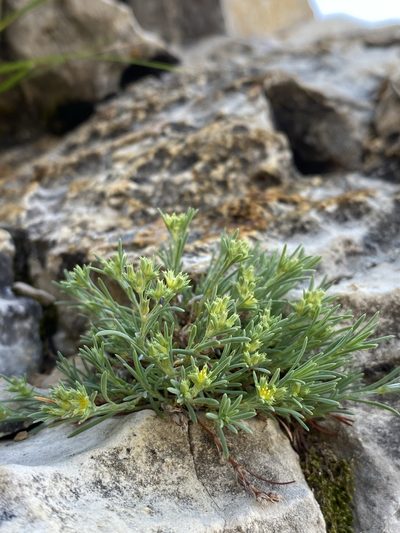 Paronychia depressa, photographed by Matt Berger