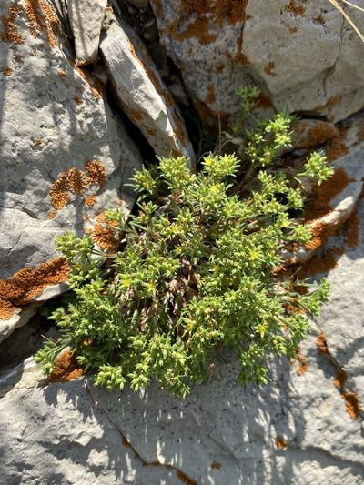 Paronychia depressa, photographed by Matt Berger