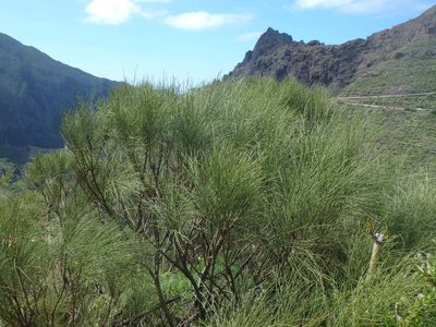 Retama rhodorhizoides, photographed by Daniel Cahen
