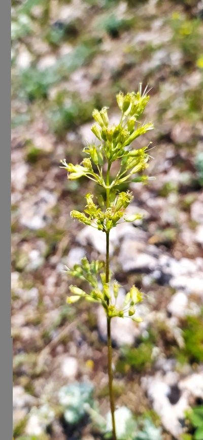 Silene densiflora, photographed by Алексей Ябс