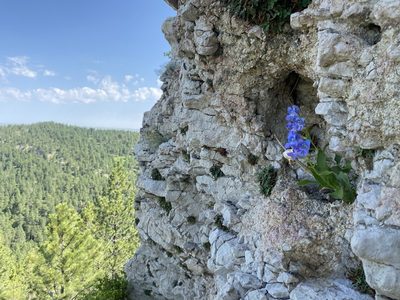 Penstemon glaber, photographed by Matt Berger