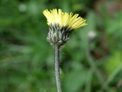 Pilosella hoppeana, photographed by Wolfgang Jauch