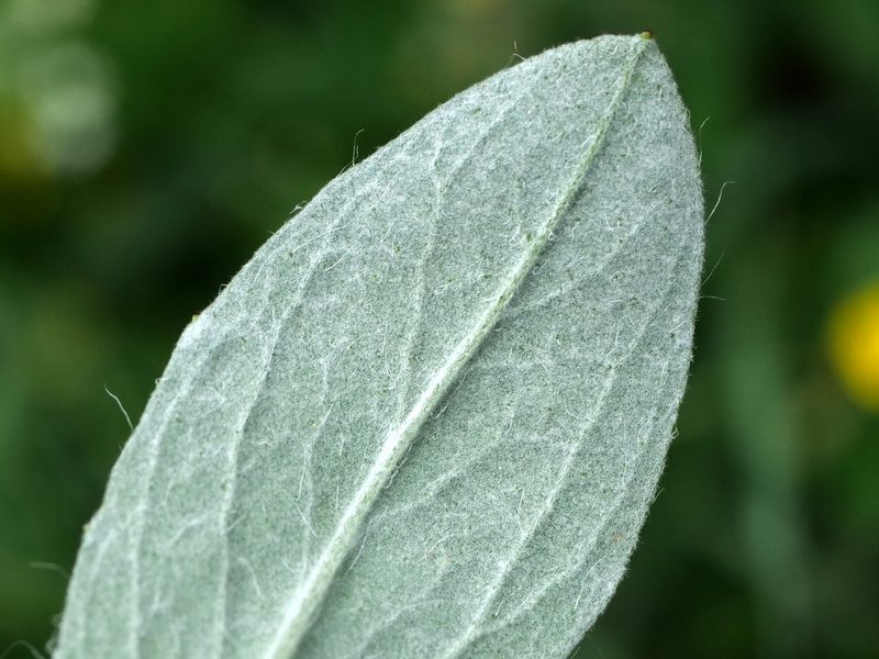 Pilosella hoppeana, photographed by Wolfgang Jauch