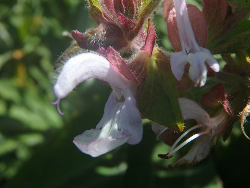 Salvia canariensis, photographed by Daniel Cahen