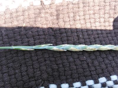 Thinopyrum intermedium, photographed by Татьяна Горбушина