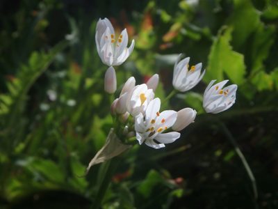 Allium canariense, photographed by Daniel Cahen