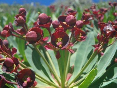 Euphorbia atropurpurea, photographed by Daniel Cahen