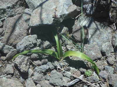 Scilla haemorrhoidalis, photographed by Daniel Cahen