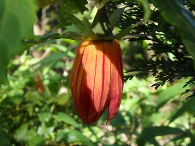Canarina canariensis, photographed by Daniel Cahen