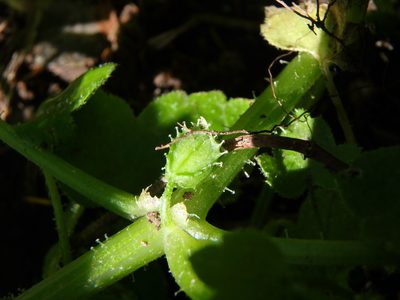 Drusa glandulosa, photographed by Daniel Cahen