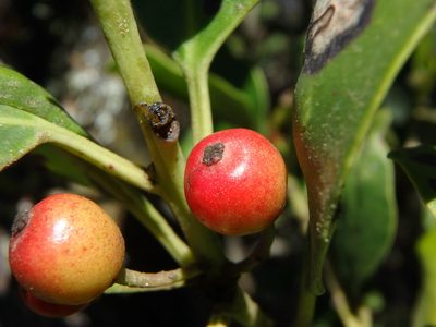 Ilex canariensis, photographed by Daniel Cahen