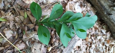 Ruscus hypoglossum, photographed by Алексей Ябс