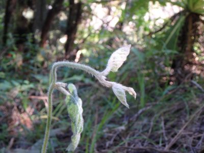 Convolvulus canariensis, photographed by Daniel Cahen