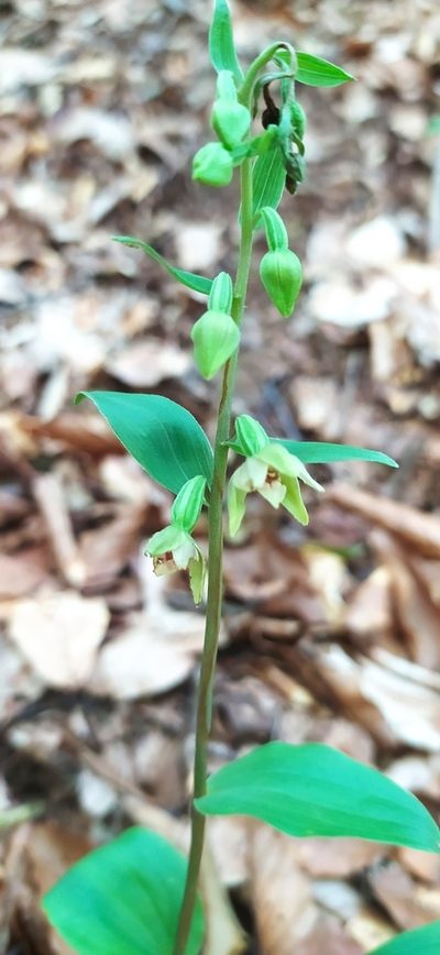 Epipactis persica, photographed by Алексей Ябс