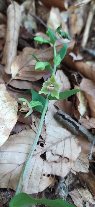 Epipactis persica, photographed by Алексей Ябс